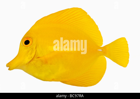 Gelbe Tang Fisch Zebrasoma Flavescens auch bekannt als gelbe Hawaiian Tang gelb Segelkärpflinge Tang oder gelbe Doktorfisch pflanzenfressenden Stockfoto
