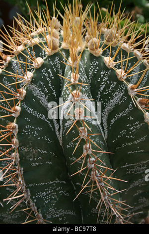Nahaufnahme von Kaktus-Stacheln am Chester Zoo, England, UK Stockfoto