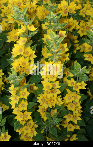 Punktierten Gilbweiderich Lysimachia Trommler genommen im Zoo von Chester, England, UK Stockfoto