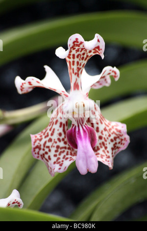 Orchidee Vanda Tricolor var Suavis genommen im Zoo von Chester, England, UK Stockfoto