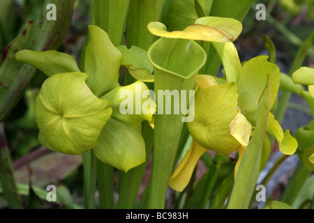 Schlauchpflanze Sarracenia Arten an Chester Zoo, England, UK Stockfoto