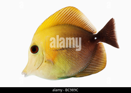 Brauner Tang Fisch marine Riff-Fische, auch bekannt als Brown Skopas Tang sowie zwei Ton Segelkärpflinge Tang Dist in Mittel- und Süd-Pazifik Stockfoto