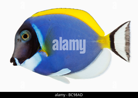 Powder Blue Tang Powder Blue Chirurg Fisch fressende tropischen marine Rifffische Dist tropischen Indo-pazifischen-Studio gedreht Stockfoto