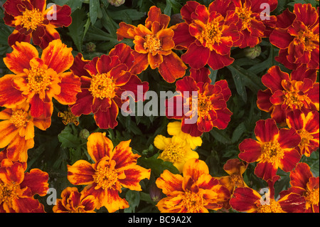 "Schließen Sie up'of Zwerg"Französische Ringelblumen"Blumen Stockfoto