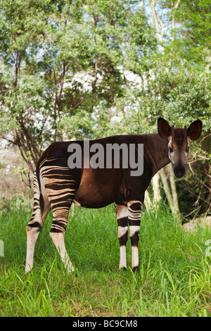 Okapi Herbivorious Säugetier mit ungewöhnliche Markierungen der Flaggschiff-Arten der Ituri Rainforest demokratische Republik Kongo Stockfoto
