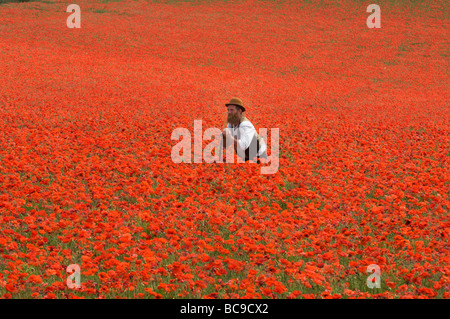 Ein Landwirt in einem Feld von Mohnblumen auf den South Downs in Sussex, England. Die Blüten sind eine Flamme von Scarlet an einem heißen Junitag. Stockfoto