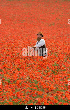 Ein Landwirt in einem Feld von Mohnblumen auf den South Downs in Sussex, England. Die Blüten sind eine Flamme von Scarlet an einem heißen Junitag. Stockfoto