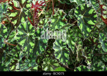 Bunte Blätter von Begonia Tigerpaws am Chester Zoo, England, UK Stockfoto