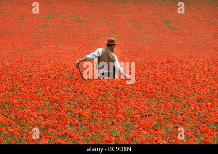 Ein Landwirt in einem Feld von Mohnblumen auf den South Downs in Sussex, England. Die Blüten sind eine Flamme von Scarlet an einem heißen Junitag. Stockfoto