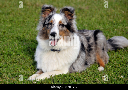 Porträt von Sheltie Welpe auf dem Rasen. Stockfoto