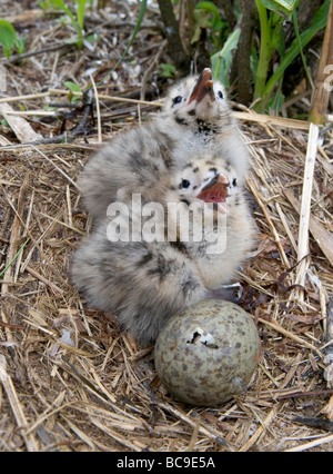 zwei downy Silbermöwe Küken und ein Ei im Nest das Ei wird von den aufstrebenden Küken von innen geöffnet Stockfoto