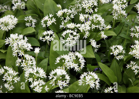 Bärlauch Allium oleraceum Stockfoto