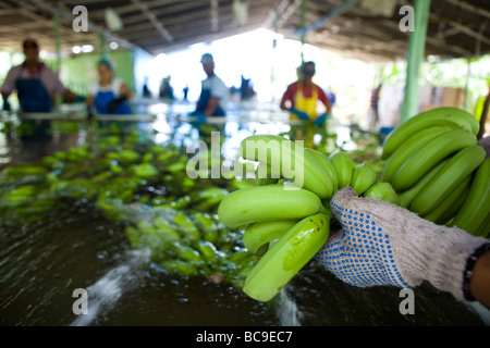 Fairtrade-Bananen Bauer, Dominikanische Republik Stockfoto