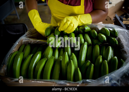 Fairtrade-Bananen Bauer, Dominikanische Republik Stockfoto