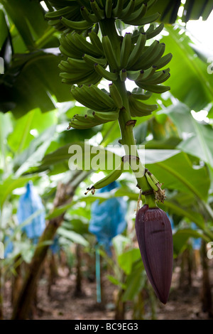 Fairtrade-Bananen Bauer, Dominikanische Republik Stockfoto