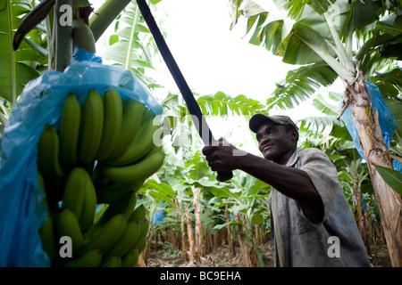 Fairtrade-Bananen Bauer, Dominikanische Republik Stockfoto