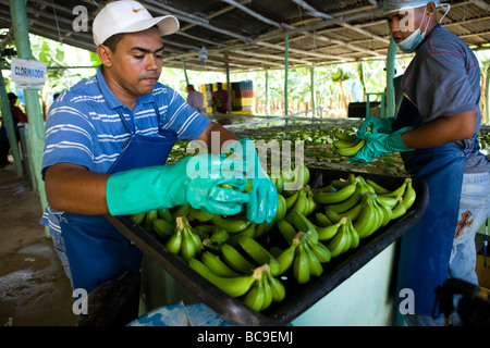 Fairtrade-Bananen Bauer, Dominikanische Republik Stockfoto