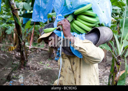 Fairtrade-Bananen Bauer, Dominikanische Republik Stockfoto