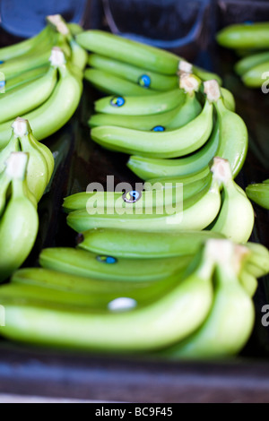 Fairtrade-Bananen Bauer, Dominikanische Republik Stockfoto