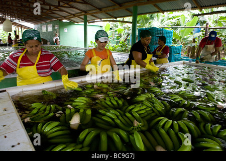 Fairtrade-Bananen Bauer, Dominikanische Republik Stockfoto