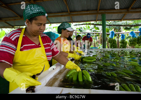 Fairtrade-Bananen Bauer, Dominikanische Republik Stockfoto