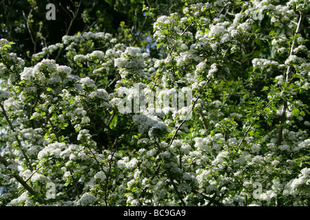 Gemeinsamen Weißdorn Baum in Blüte, Crataegus Monogyna, Rosengewächse Stockfoto