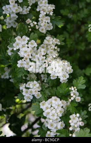 Gemeinsamen Weißdorn Baum in Blüte, Crataegus Monogyna, Rosengewächse Stockfoto