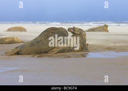 Graue Dichtung Halichoerus Grypus Erwachsene kämpfen am Sandstrand bei Donna Nook, Lincolnshire im November. Stockfoto