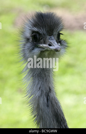 Größere Rhea, Rhea Americana, Rheidae, Rheiformes, Paleognathae, flugunfähige Stockfoto