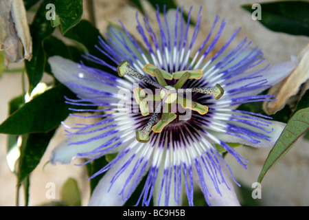 Passion Flower Passiflora Caerulea Stockfoto