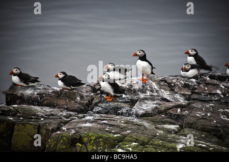 Papageientaucher auf Inner Farne, Northumbria, Stockfoto