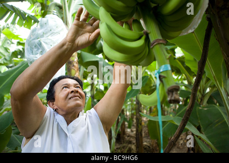 Fair Trade Bananen Bauer, Dominikanische Republik, in der Nähe der Grenze zu Haiti. Stockfoto