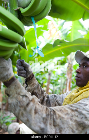 Fair Trade Bananen Bauer, Dominikanische Republik, in der Nähe der Grenze zu Haiti. Stockfoto