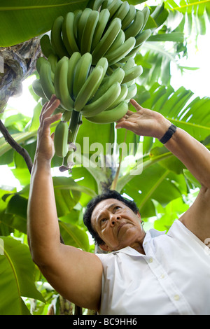 Fair Trade Bananen Bauer, Dominikanische Republik, in der Nähe der Grenze zu Haiti. Stockfoto