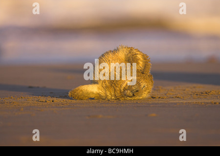 Graue Dichtung Halichoerus Grypus Pup am Sandstrand bei Donna Nook, Lincolnshire im November. Stockfoto