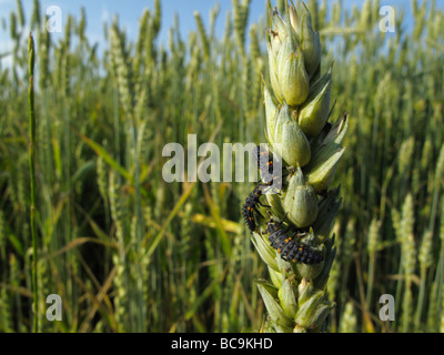 Marienkäferlarven auf ein Weizen (Triticum) Spike vor einem Feld von Roggen. Es ist ein schöner Sommertag mit blauem Himmel. Stockfoto