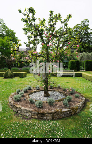 Rosenstock im englischen Landschaftsgarten in Somerset, Großbritannien Stockfoto