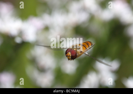 Marmelade-fliegen oder Episyrphus Balteatus, gefangen im Flug Stockfoto