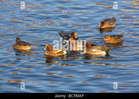 Eurasian Wigeon Anas Penelope strömen auf Wasser bei Caerlaverock, Dumfries & Galloway im Dezember. Stockfoto