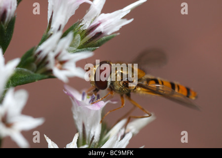 Marmelade-fliegen oder Episyrphus Balteatus, Fütterung auf eine Blume Stockfoto