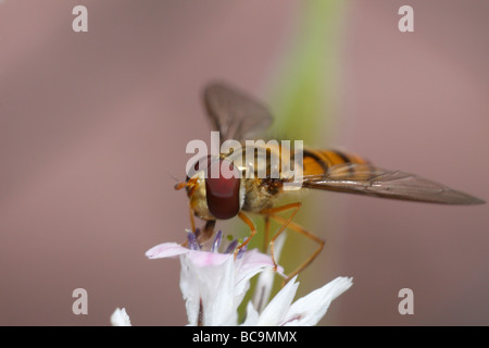 Marmelade-fliegen oder Episyrphus Balteatus, Fütterung auf eine Blume Stockfoto