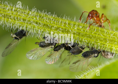Myrmica Ameise tendenziell Blattläuse. Sie Melken die Blattläuse, die Honigtau ist sehr reich an Zucker. Stockfoto