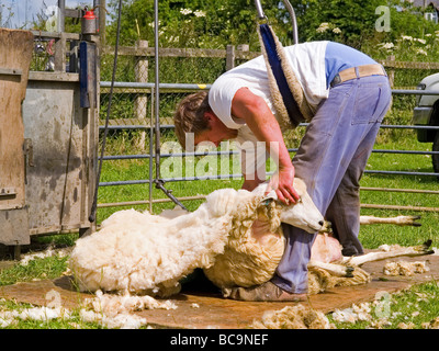 Schafe scheren Wiltshire England uk Stockfoto