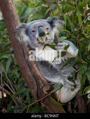 Glückseliges koala im Baum Stockfoto