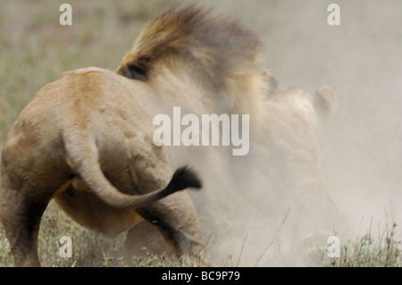 Stock Foto von einem großen männlichen Löwen angreifen und töten eine Cub, Ndutu, Tansania, Februar 2009. Stockfoto