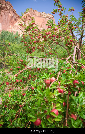 Apfelplantage im Capitol Reef National Park Stockfoto