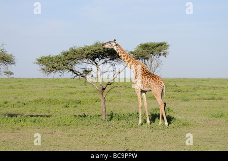 Stock Foto einer Masai-Giraffe Essen vom oberen Rand einer Akazie, Ndutu, Tansania, 2009. Stockfoto