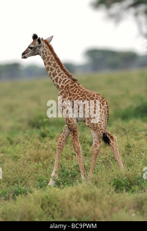 Stock Foto von einer Giraffe Kalb ausgeführt, Ndutu Wald, Tansania, 2009. Stockfoto