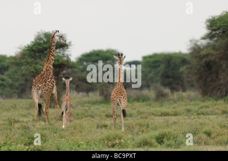 Stock Foto von einem Masai-Giraffen-Familie zu Fuß entfernt, Ndutu, Tansania, Februar 2009. Stockfoto