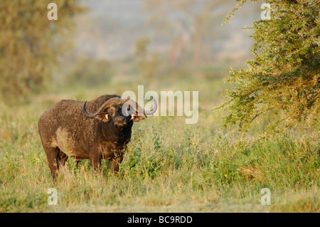 Stock Foto von einem Cape Buffalo in das Grasland der Ngorongoro Conservation Area, Tansania, 2009. Stockfoto